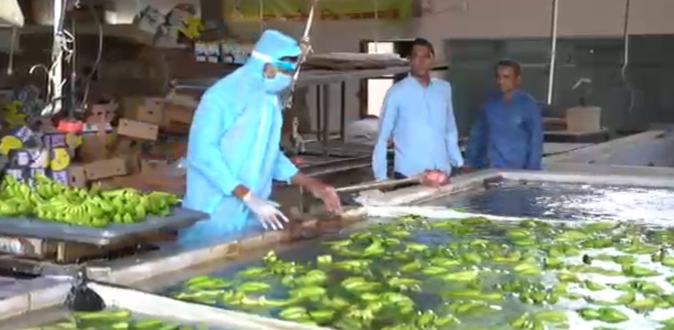 jalgaon banana exported to Dubai