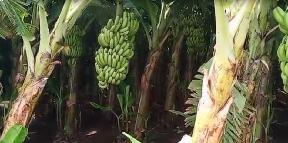 jalgaon banana exported to Dubai