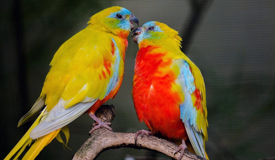 बेडरूम में लव बर्ड्स रखें