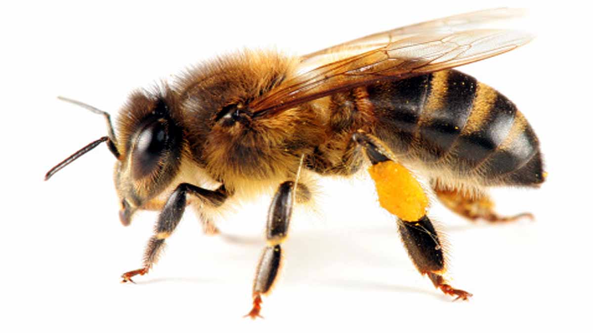 Bees Immortal Clone Army