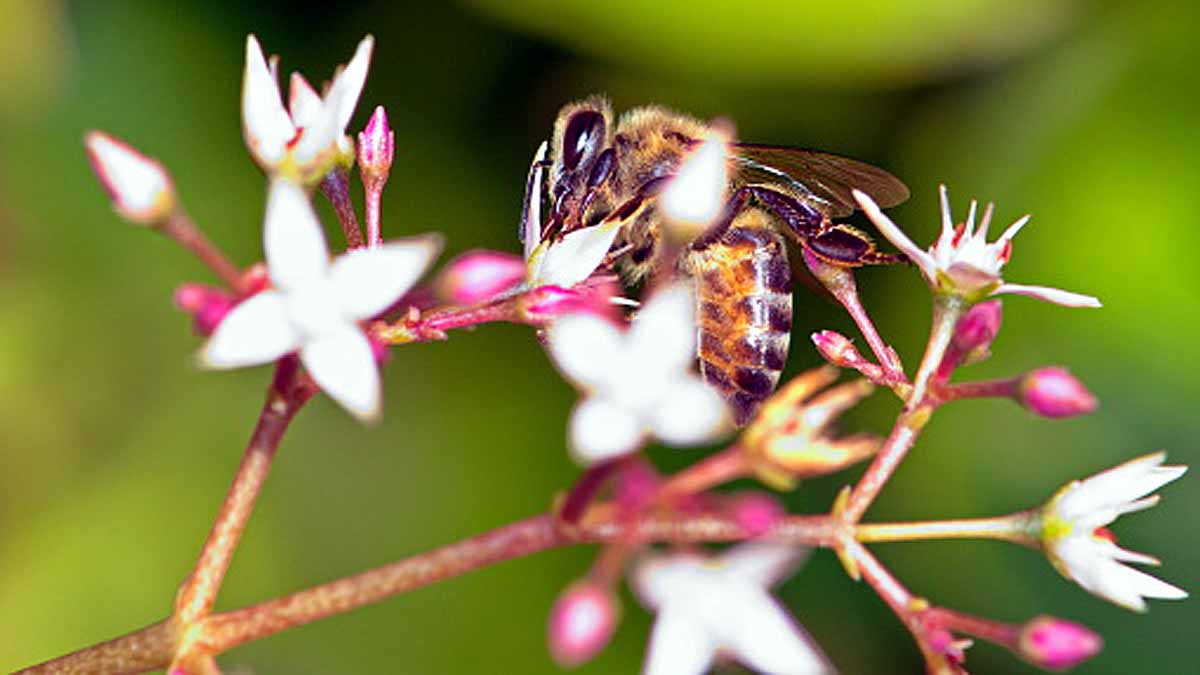 Bees Immortal Clone Army