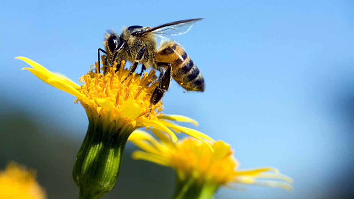 Bees Immortal Clone Army