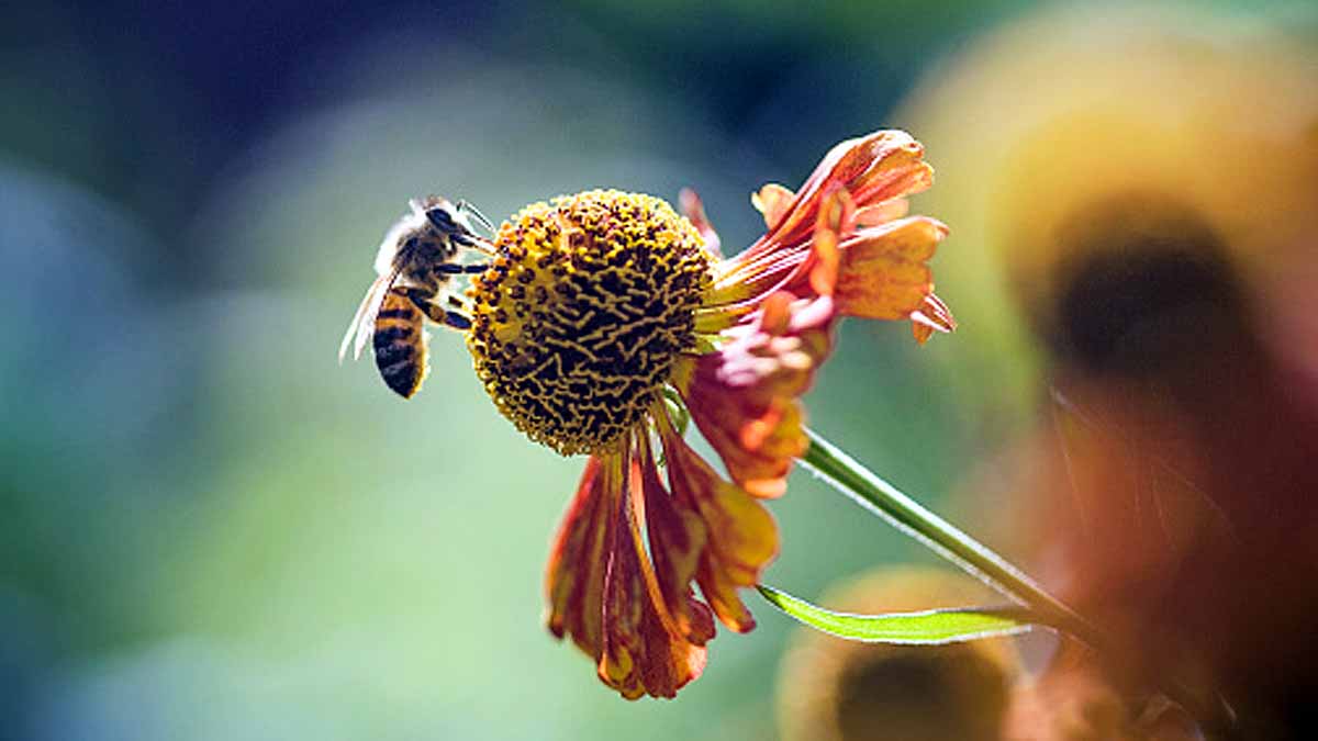 Bees Immortal Clone Army