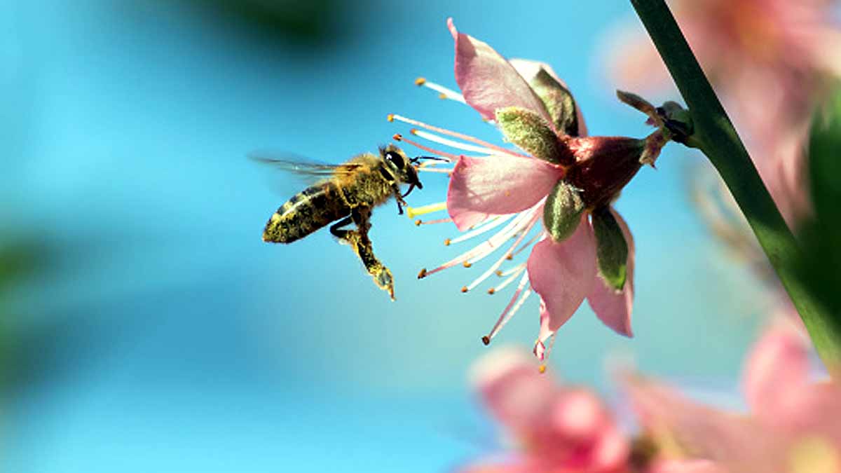 Bees Immortal Clone Army