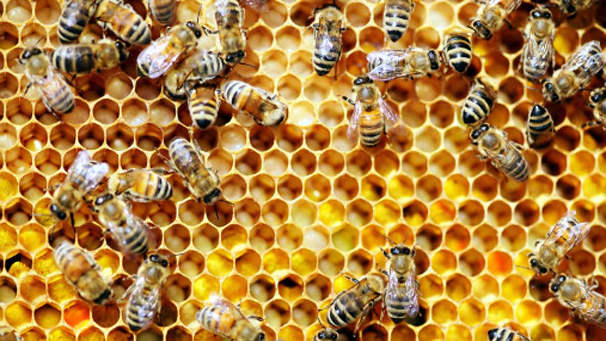 Bees Immortal Clone Army
