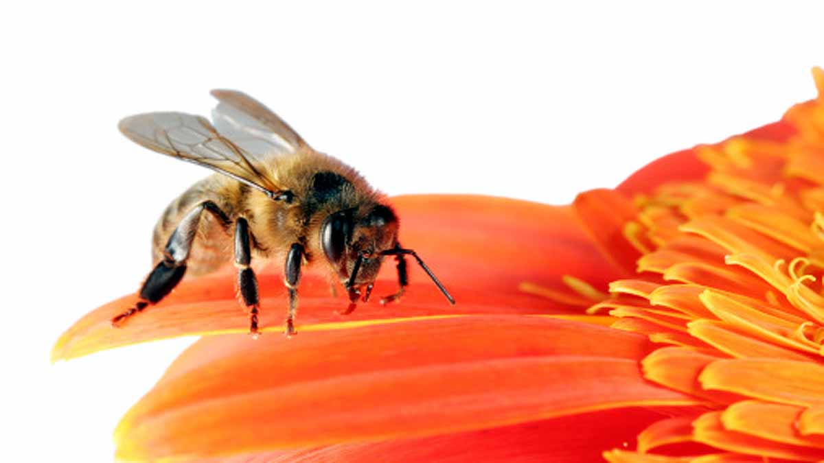 Bees Immortal Clone Army