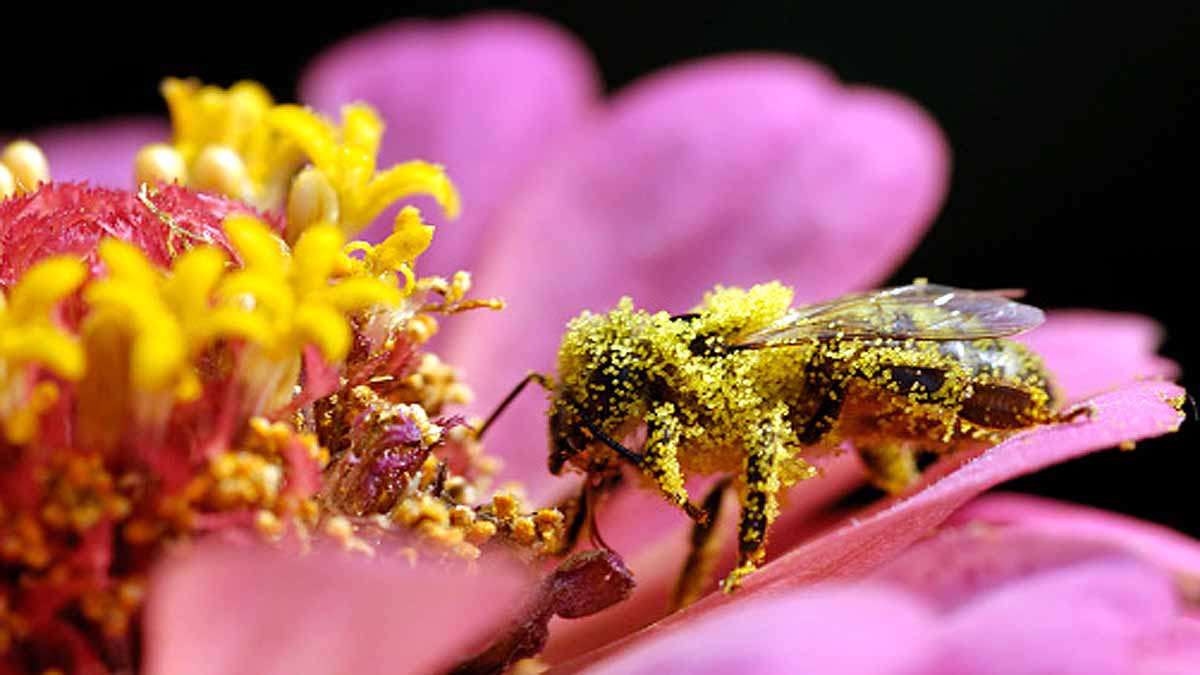 Bees Immortal Clone Army