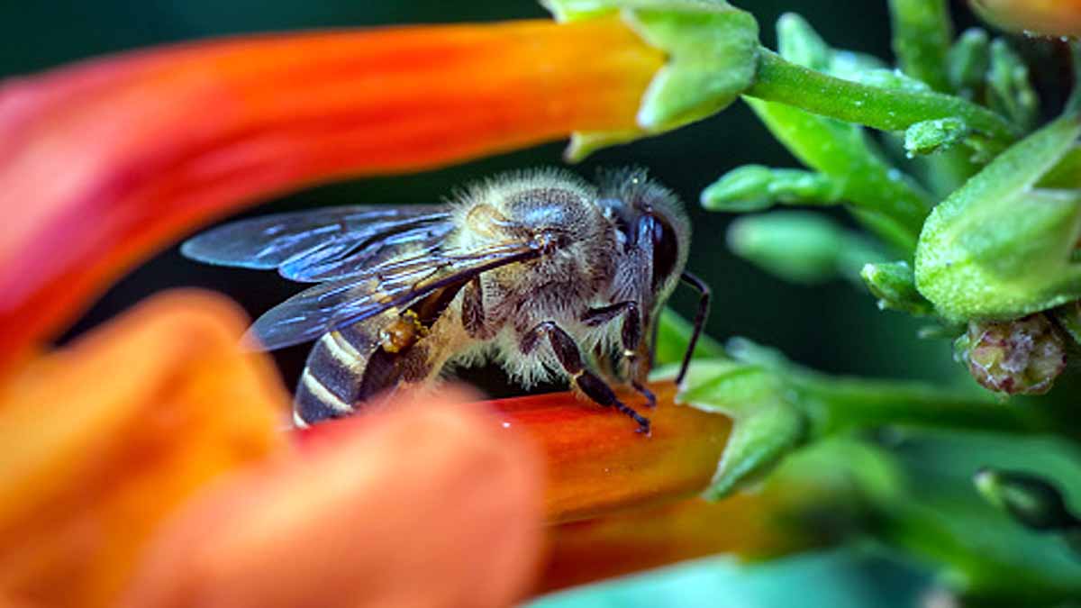 Bees Immortal Clone Army