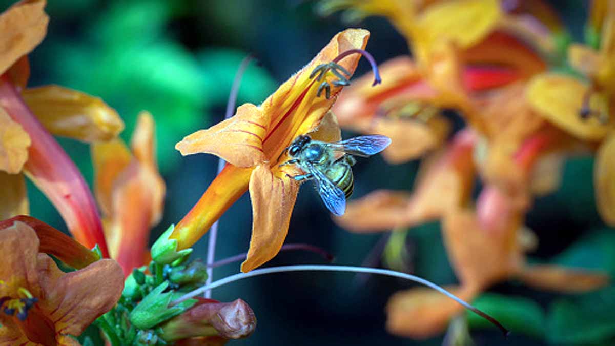 Bees Immortal Clone Army