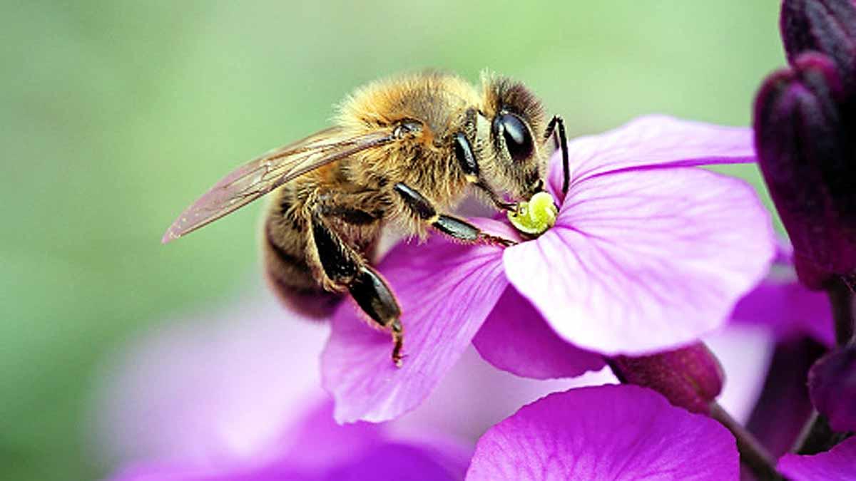 Honeybee Immortal Clone Army