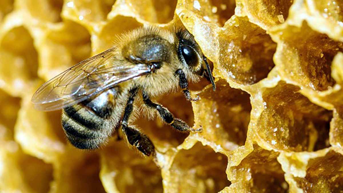 Bees Immortal Clone Army