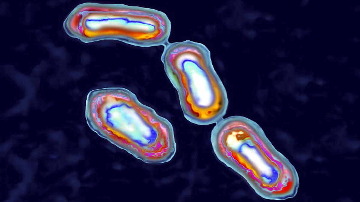 World's Oldest Plague