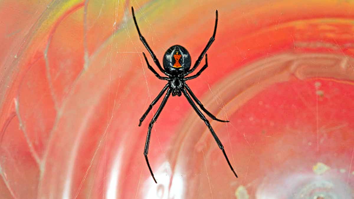 Spiders Take Down Snakes