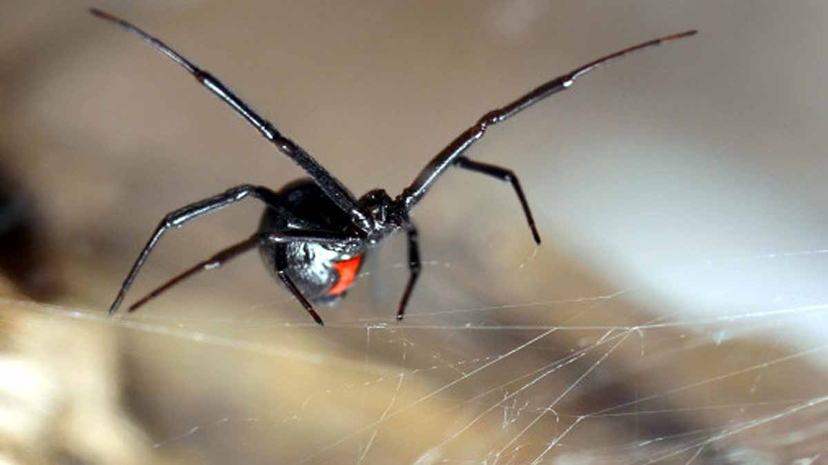 Spiders Take Down Snakes