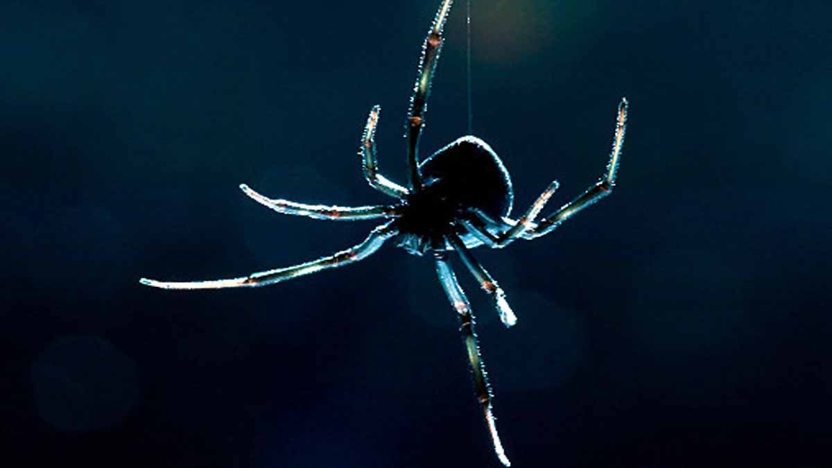 Spiders Take Down Snakes