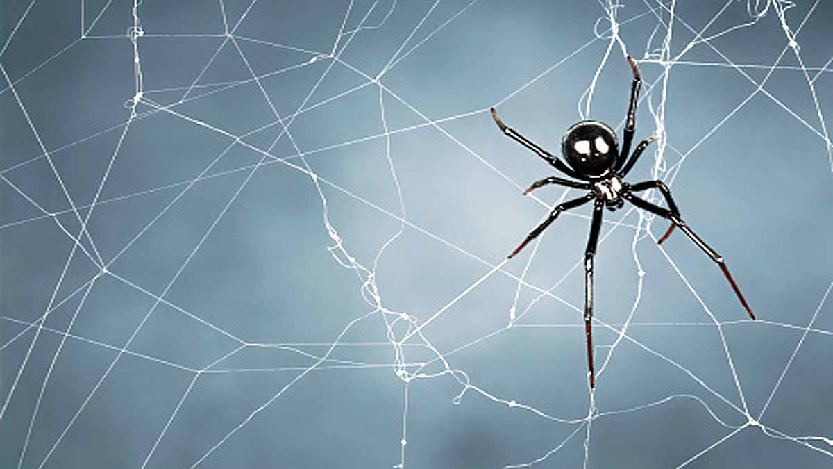 Spiders Take Down Snakes