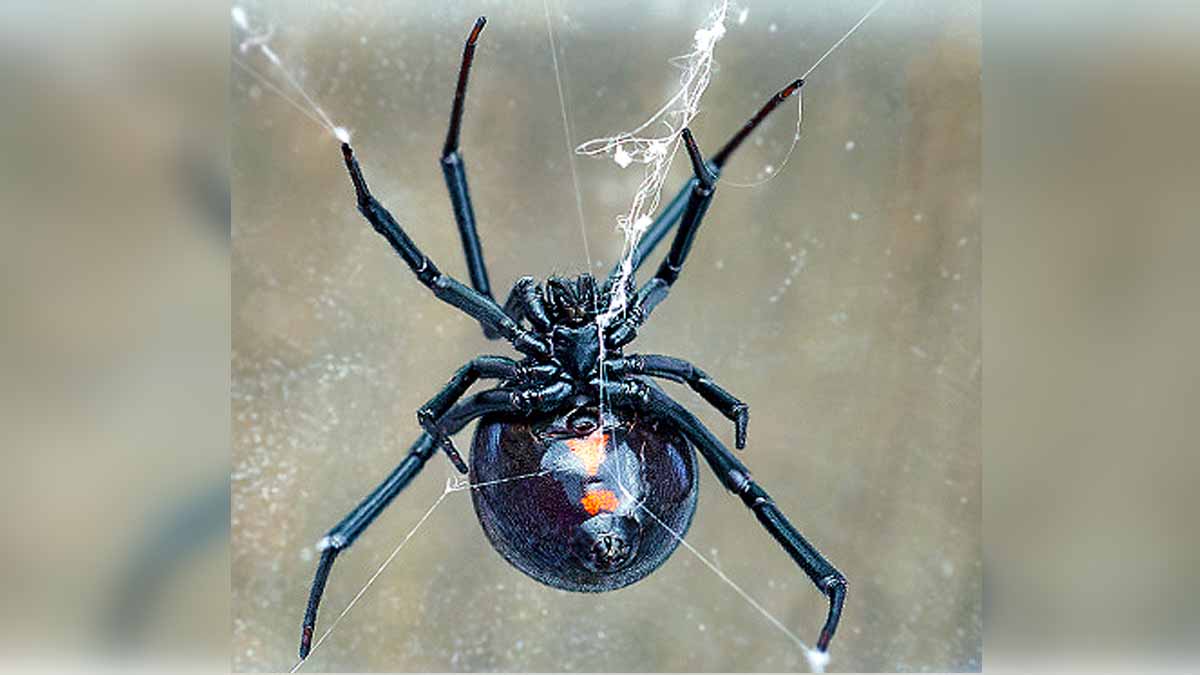 Spiders Take Down Snakes