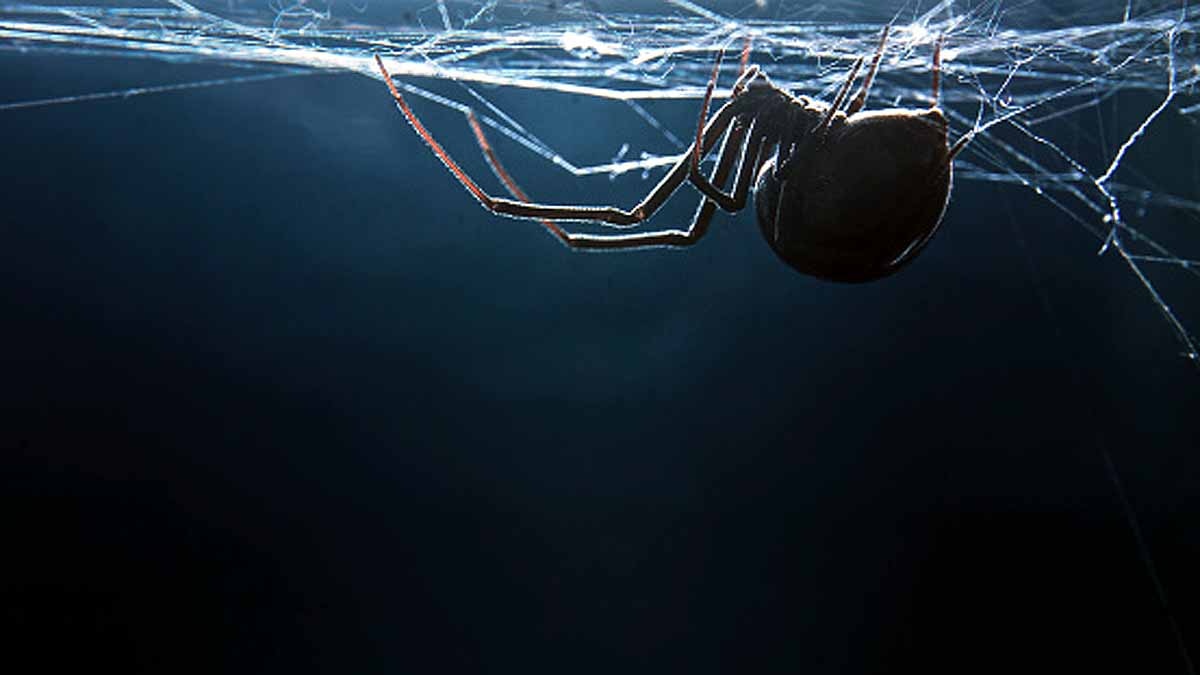 Spiders Take Down Snakes