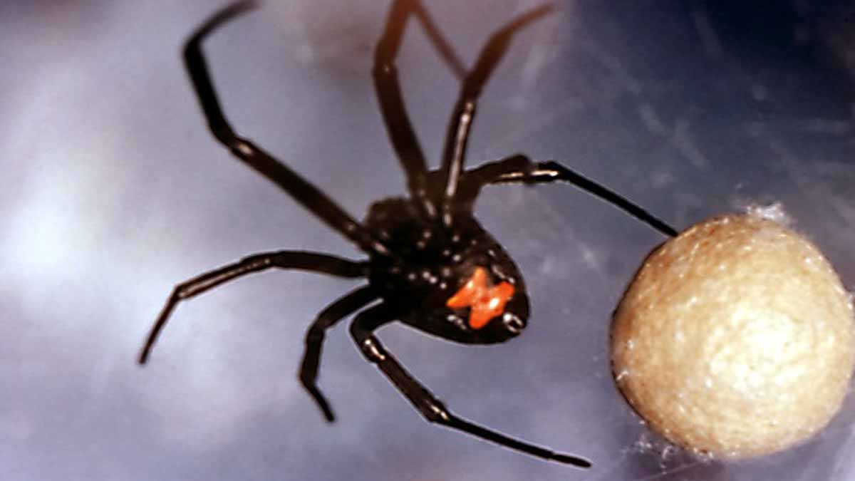 Spiders Take Down Snakes