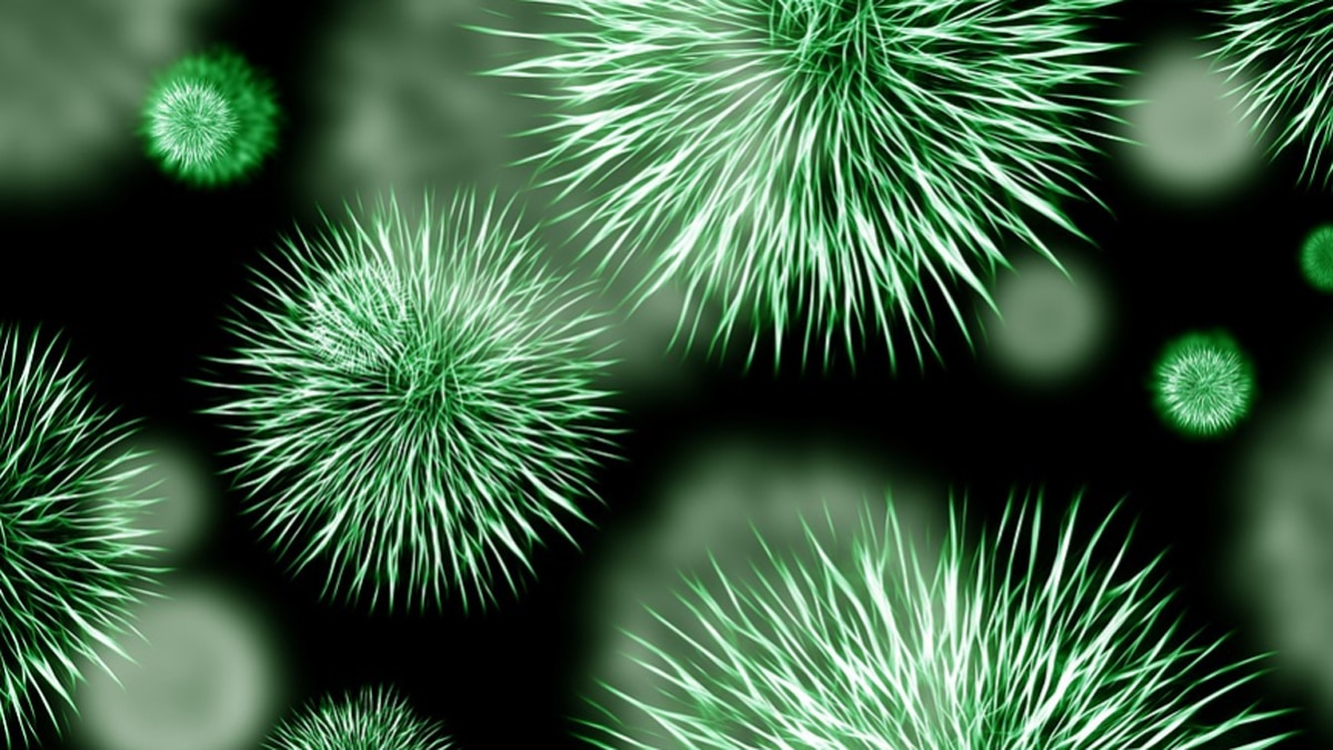 फंगस एस्परगिलस6