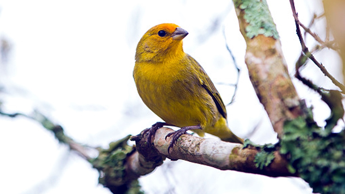 Canaries Birds Immunity