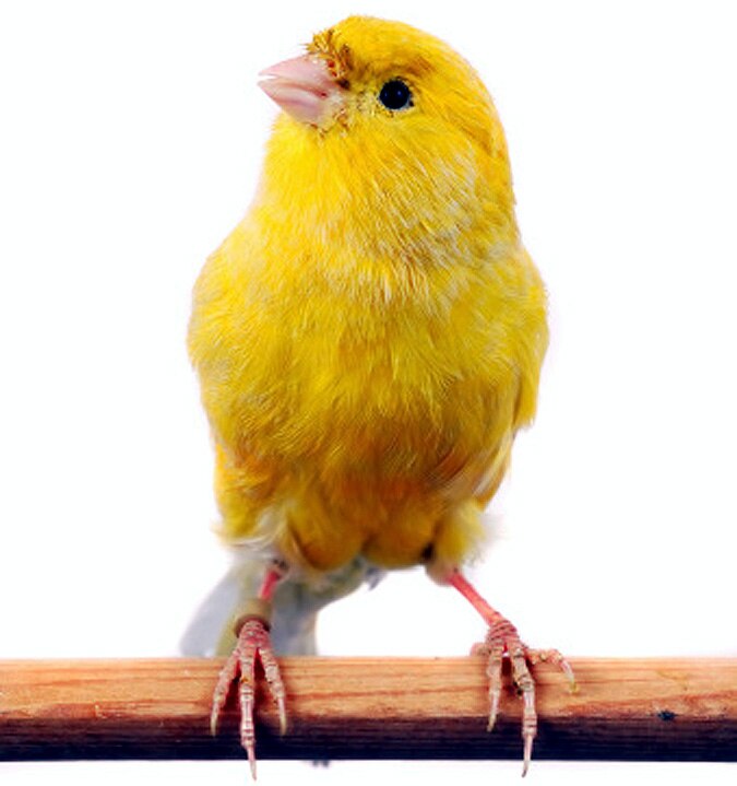 Canaries Birds Immunity