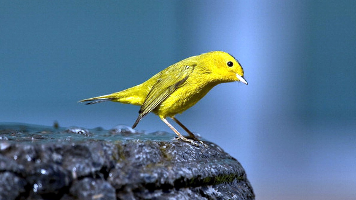 Canaries Birds Immunity