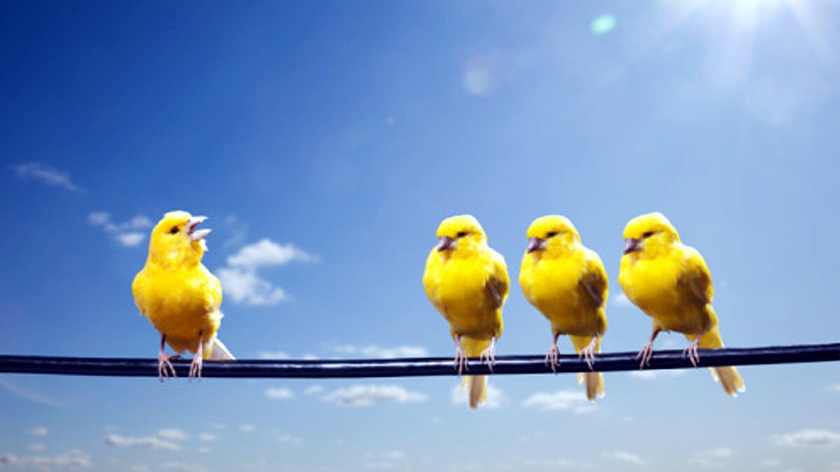 Canaries Birds Immunity