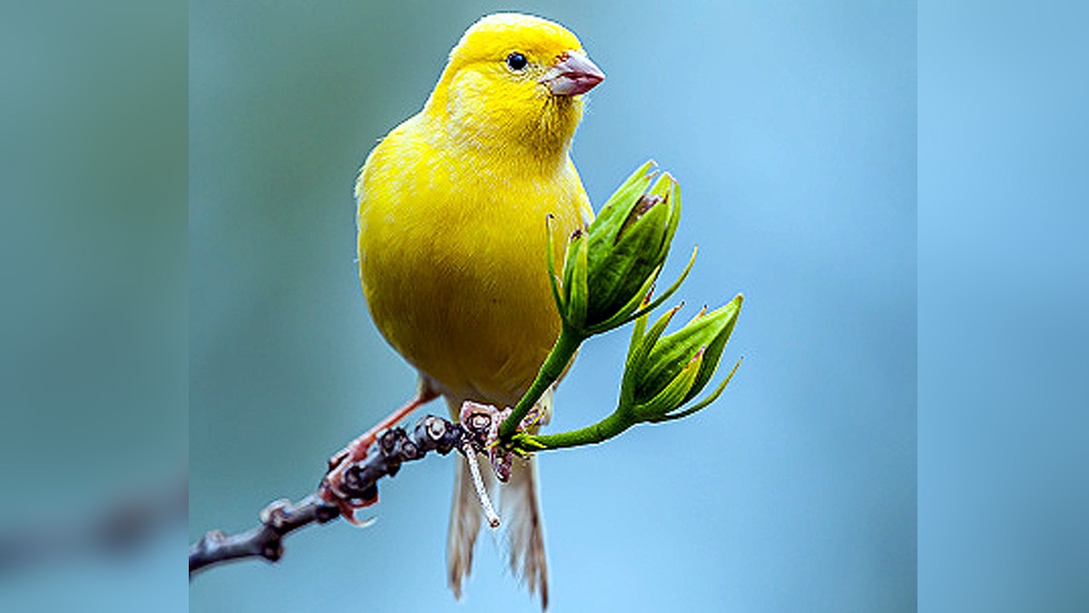 Canaries Birds Immunity
