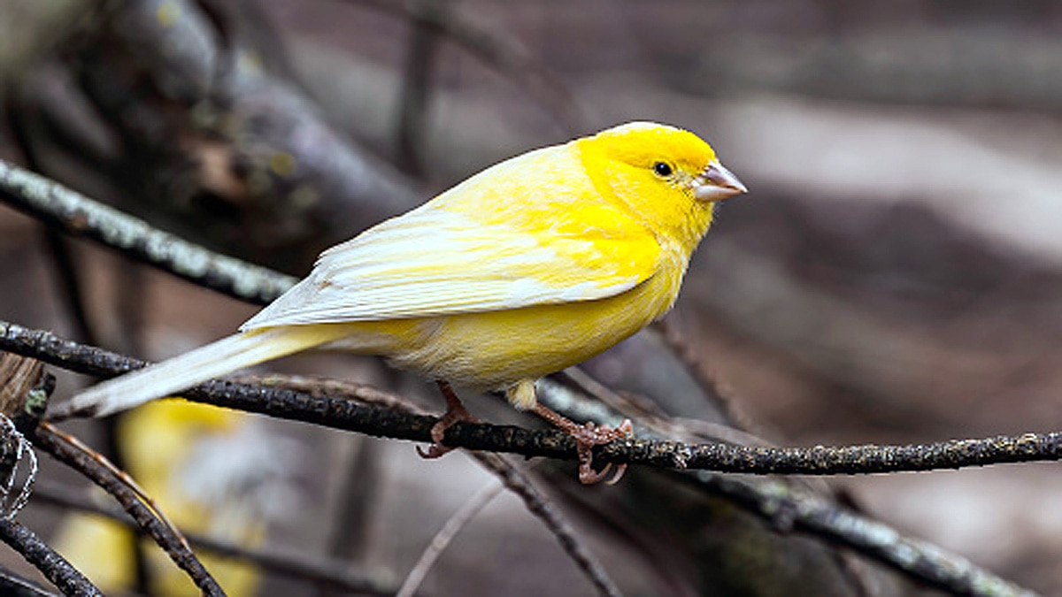 Canaries Birds Immunity