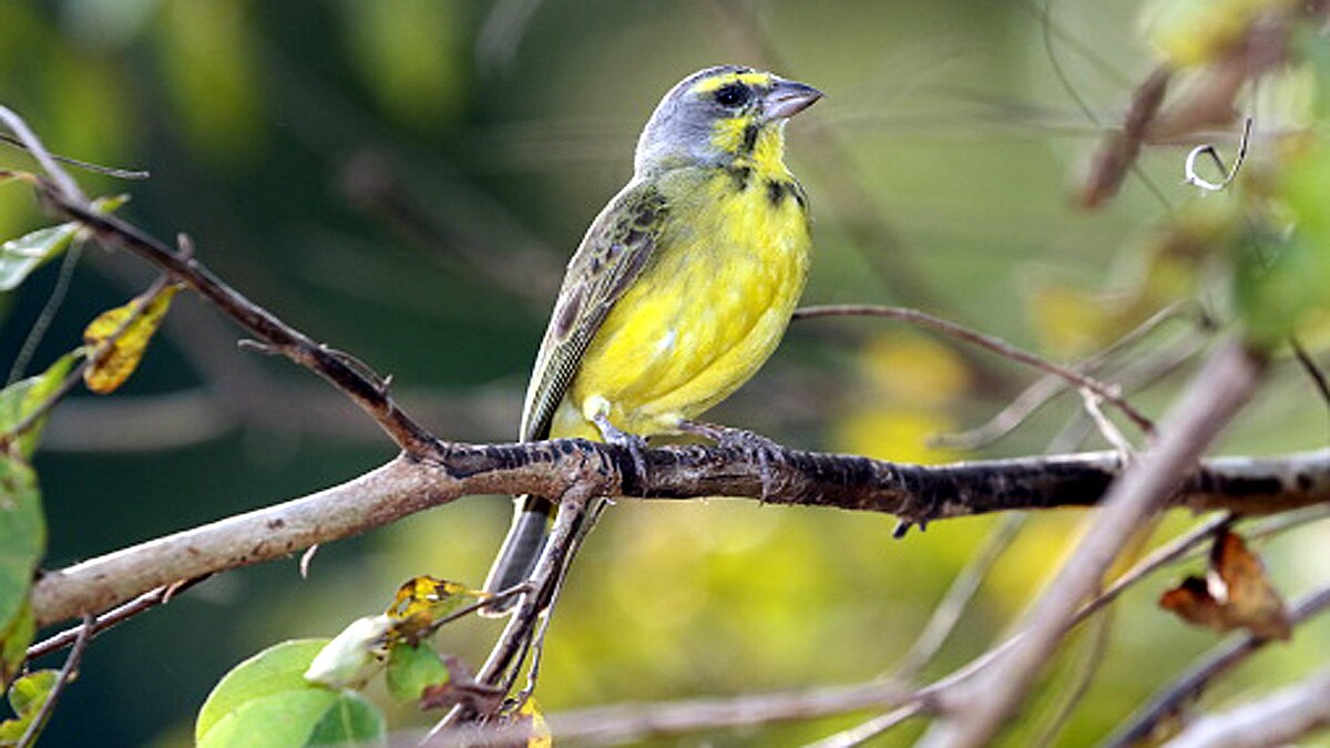 Canaries Birds Immunity