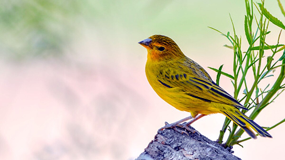 Canaries Birds Immunity