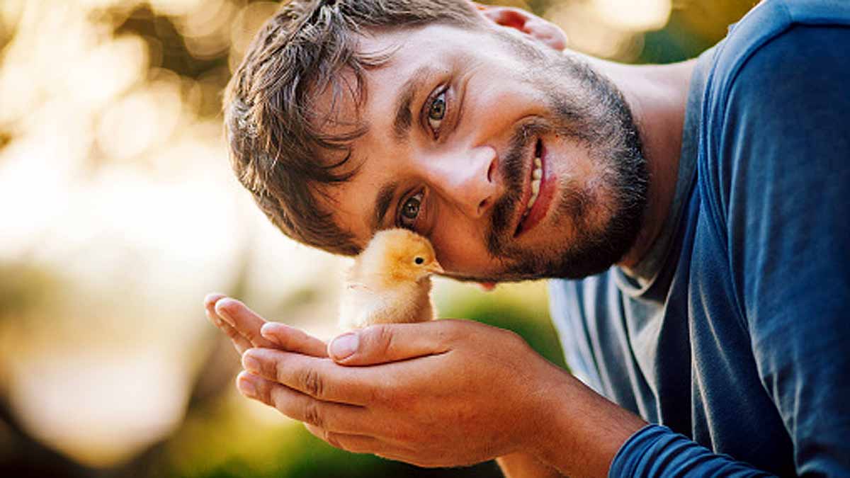 Avoid Kissing Chickens 