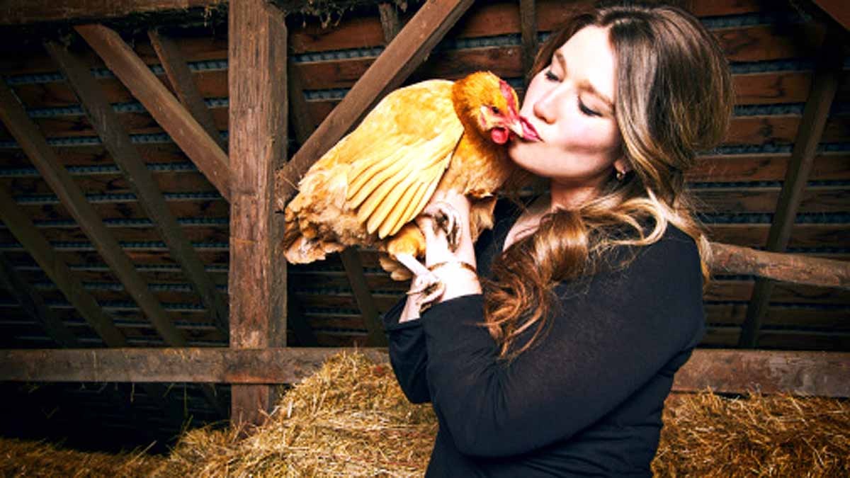 Avoid Kissing Chickens 