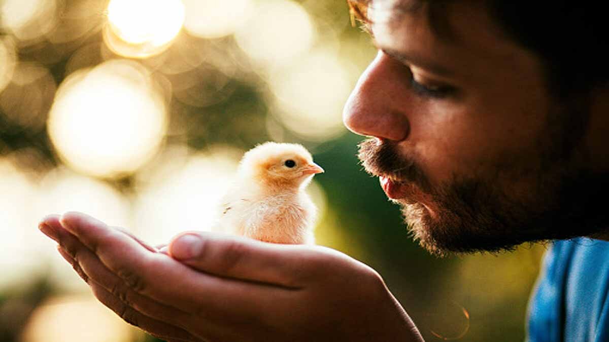 Avoid Kissing Chickens 