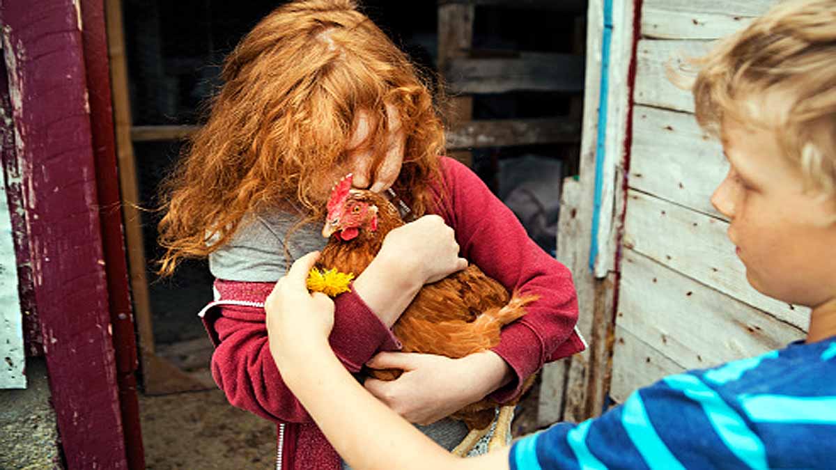 Avoid Kissing Chickens 