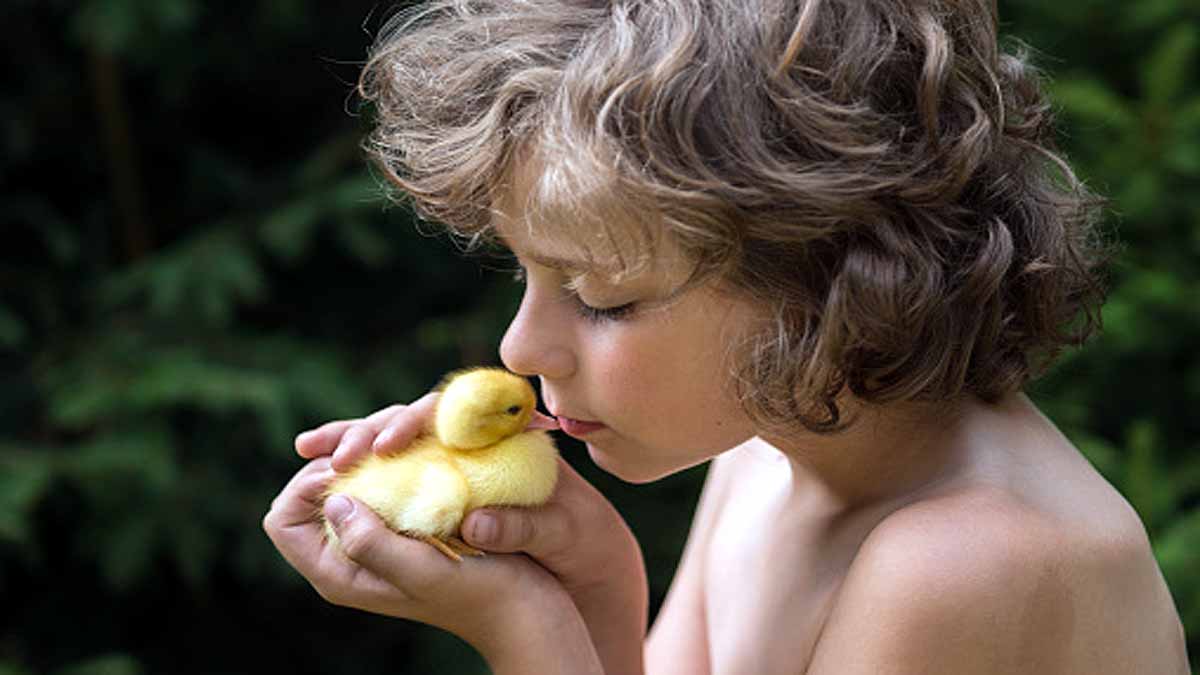 Avoid Kissing Chickens 