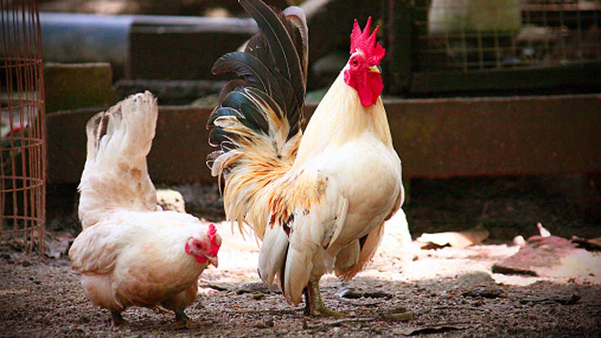 Avoid Kissing Chickens 