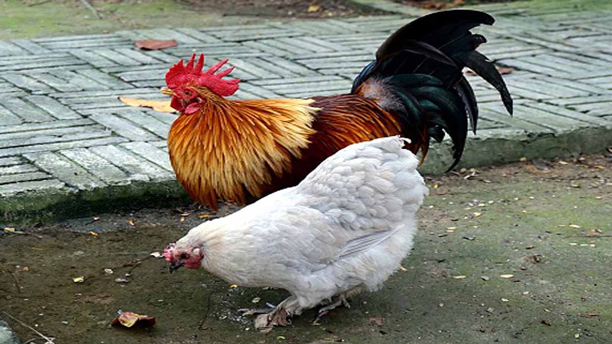 Avoid Kissing Chickens 