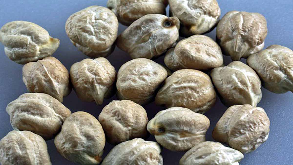 Growing Chickpeas on moon