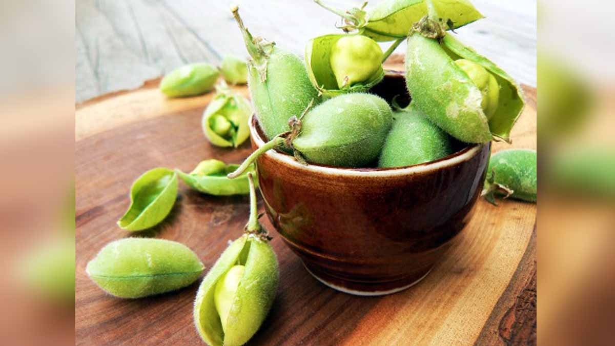 Growing Chickpeas on moon