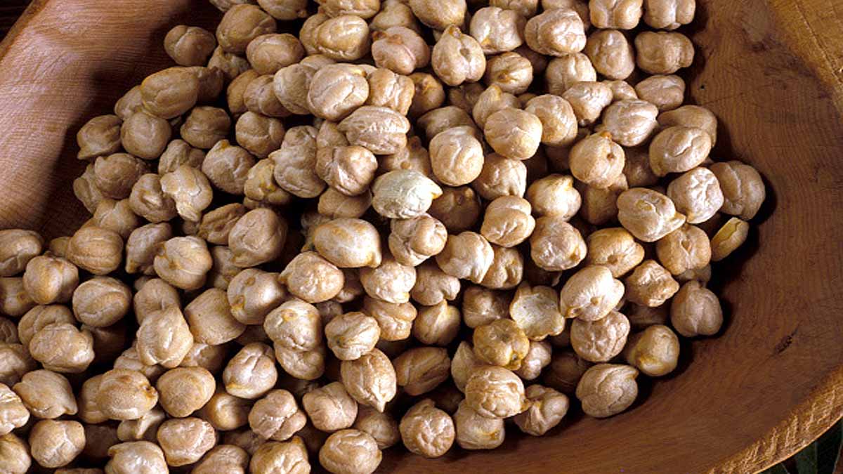 Growing Chickpeas on moon