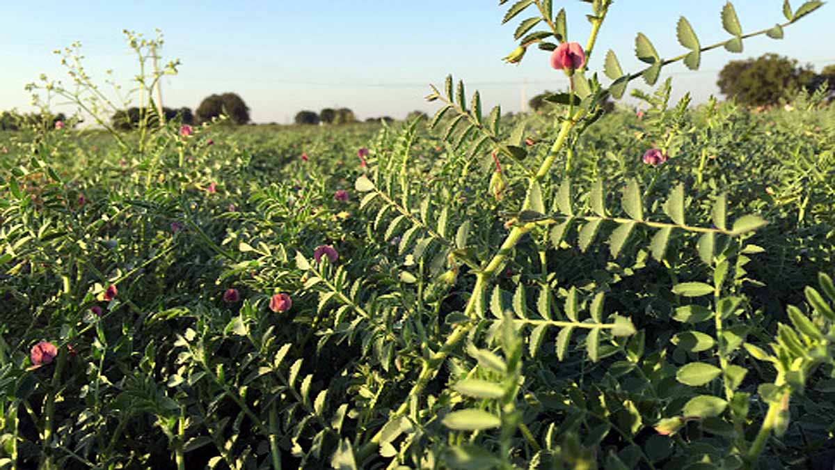 Growing Chickpeas on moon