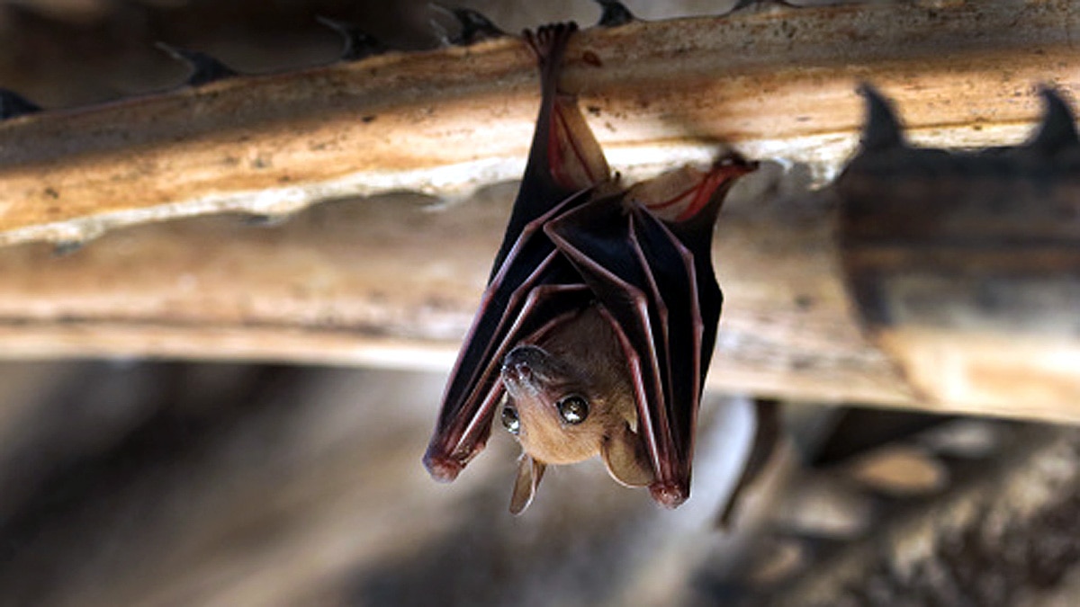 China 24 New Coronavirus