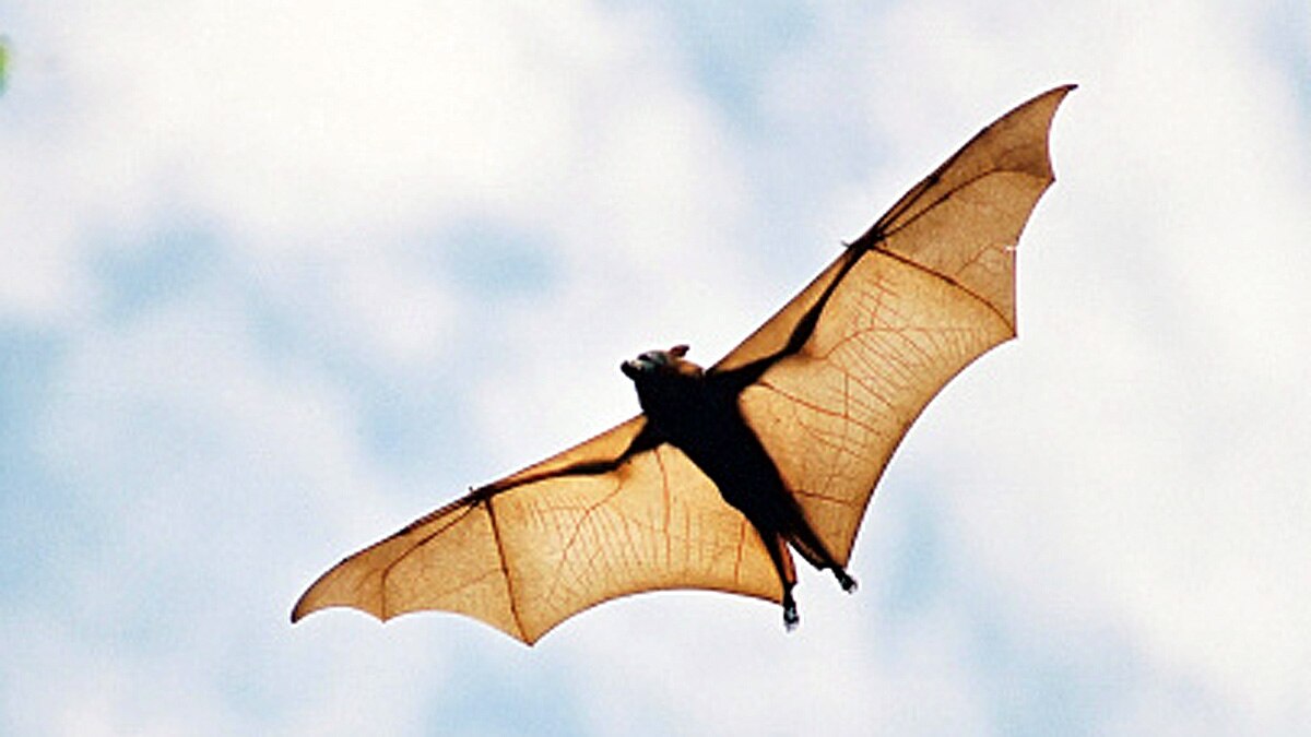 China 24 New Coronavirus