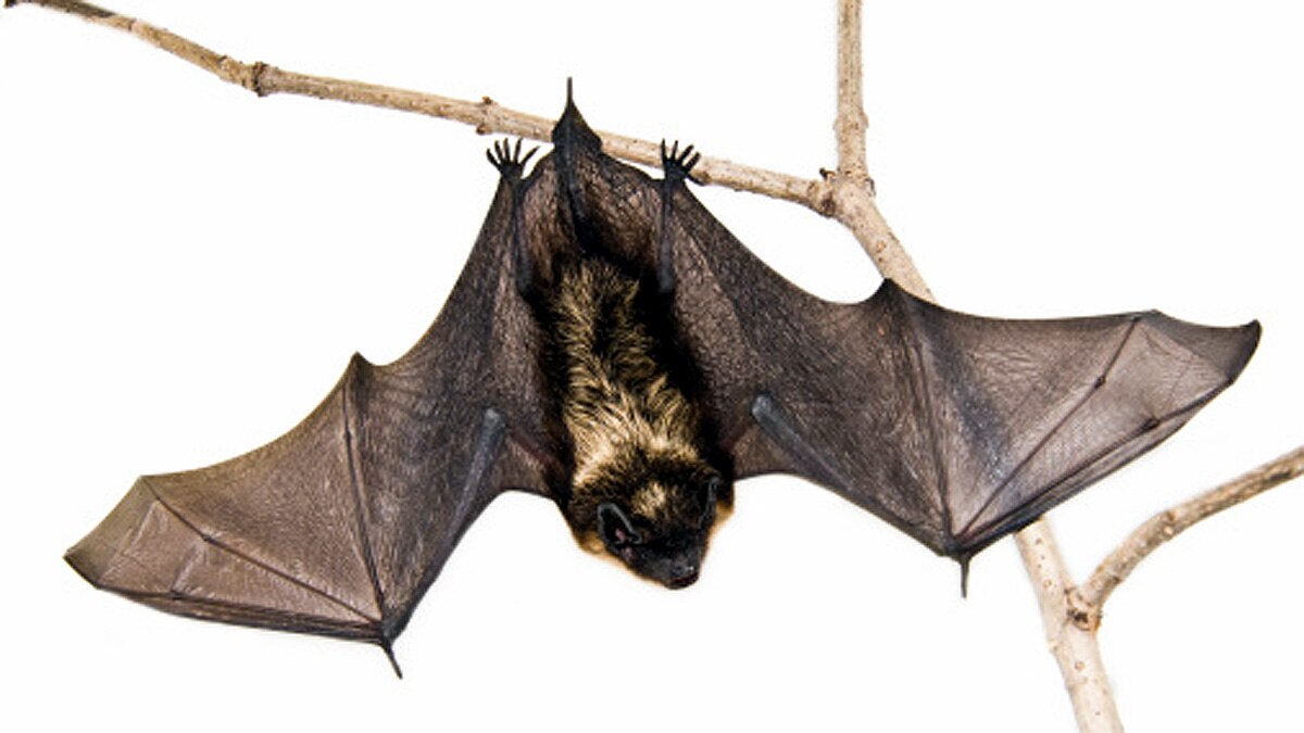 China 24 New Coronavirus