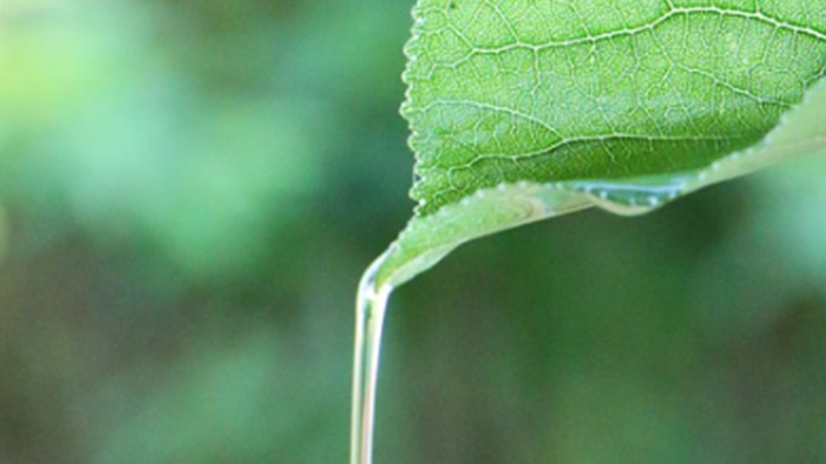 मखमली पौधा