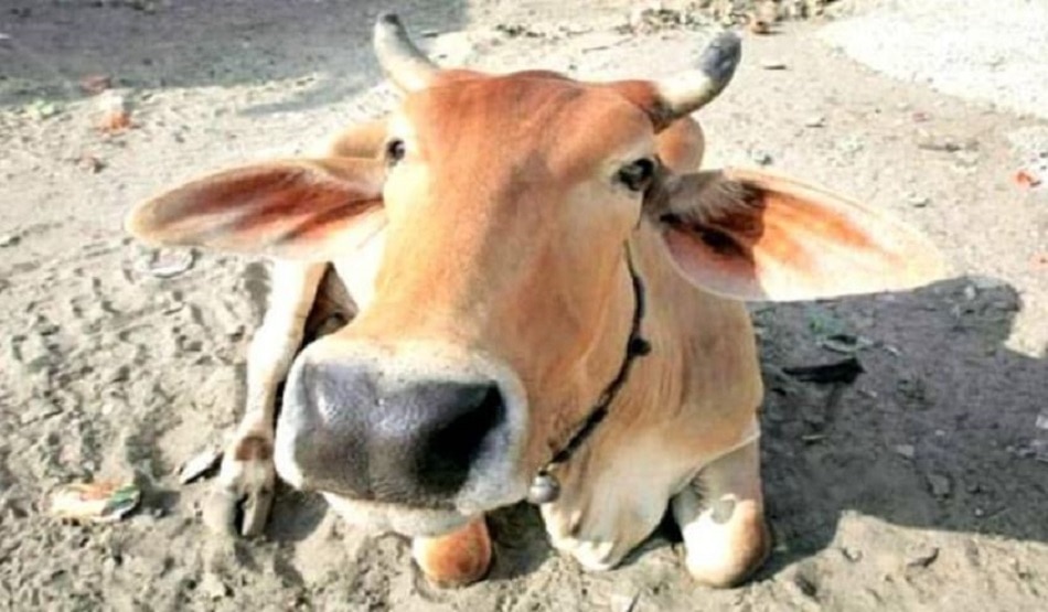  Cow