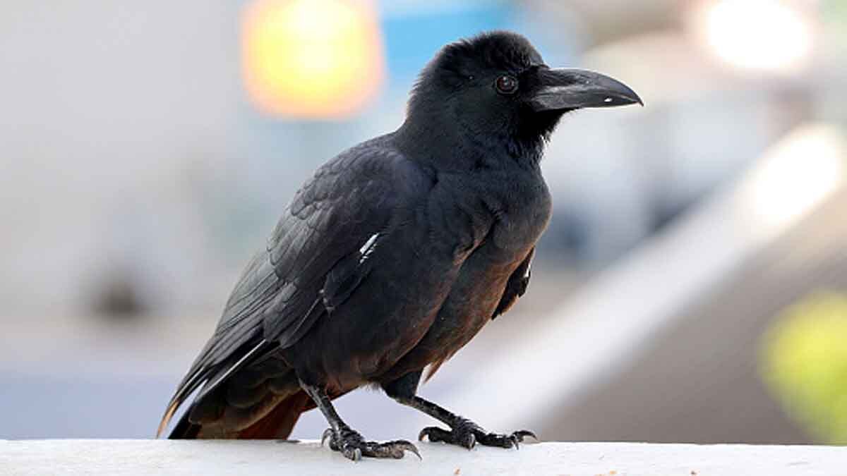 Crows Understand Zero 