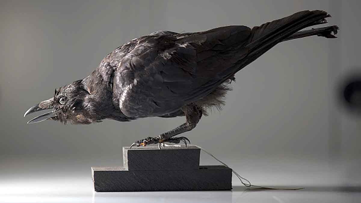 Crows Understand Zero 